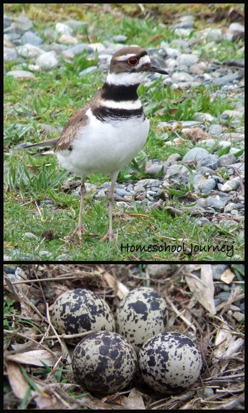killdeer spotted on our nature walk. She was using all her antics to lure us away from her babies.
